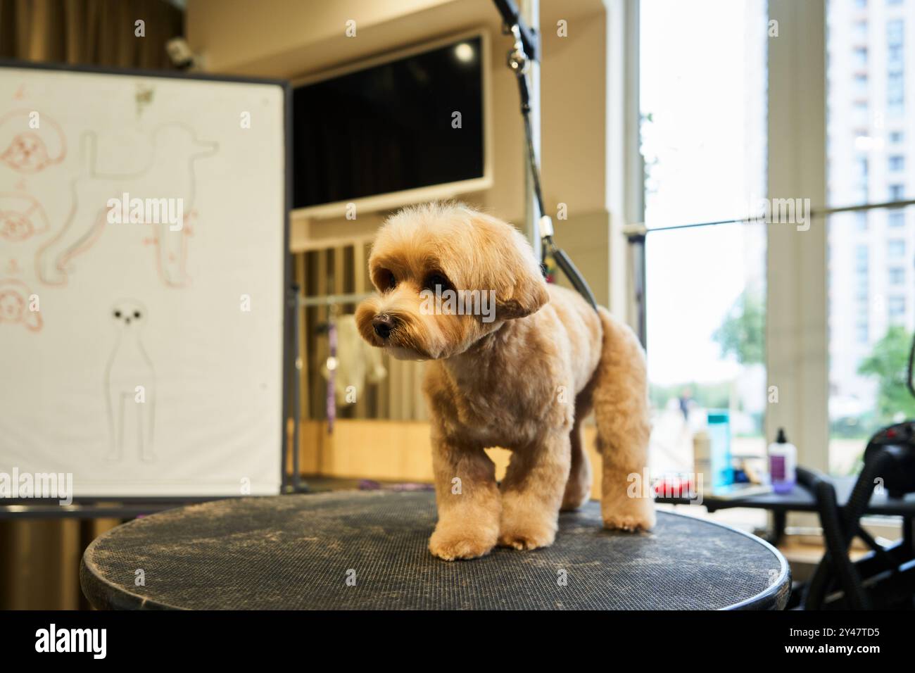 Hundepflege mit einem kleinen Pelzhund in einem hellen Pflegestudio Stockfoto