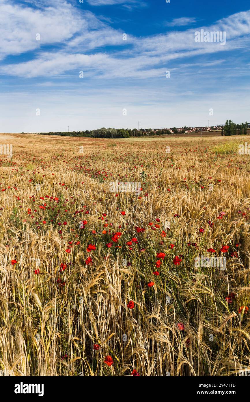 Auf Dem Land, Kastilien, Spanien Stockfoto