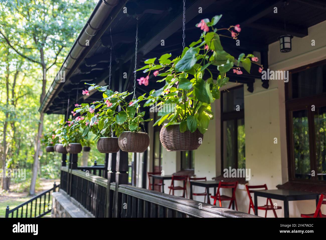 Rote Begonien in gewebten Töpfen hängen auf der Terrasse eines Landhauses als Landschaftsdekoration. Stockfoto