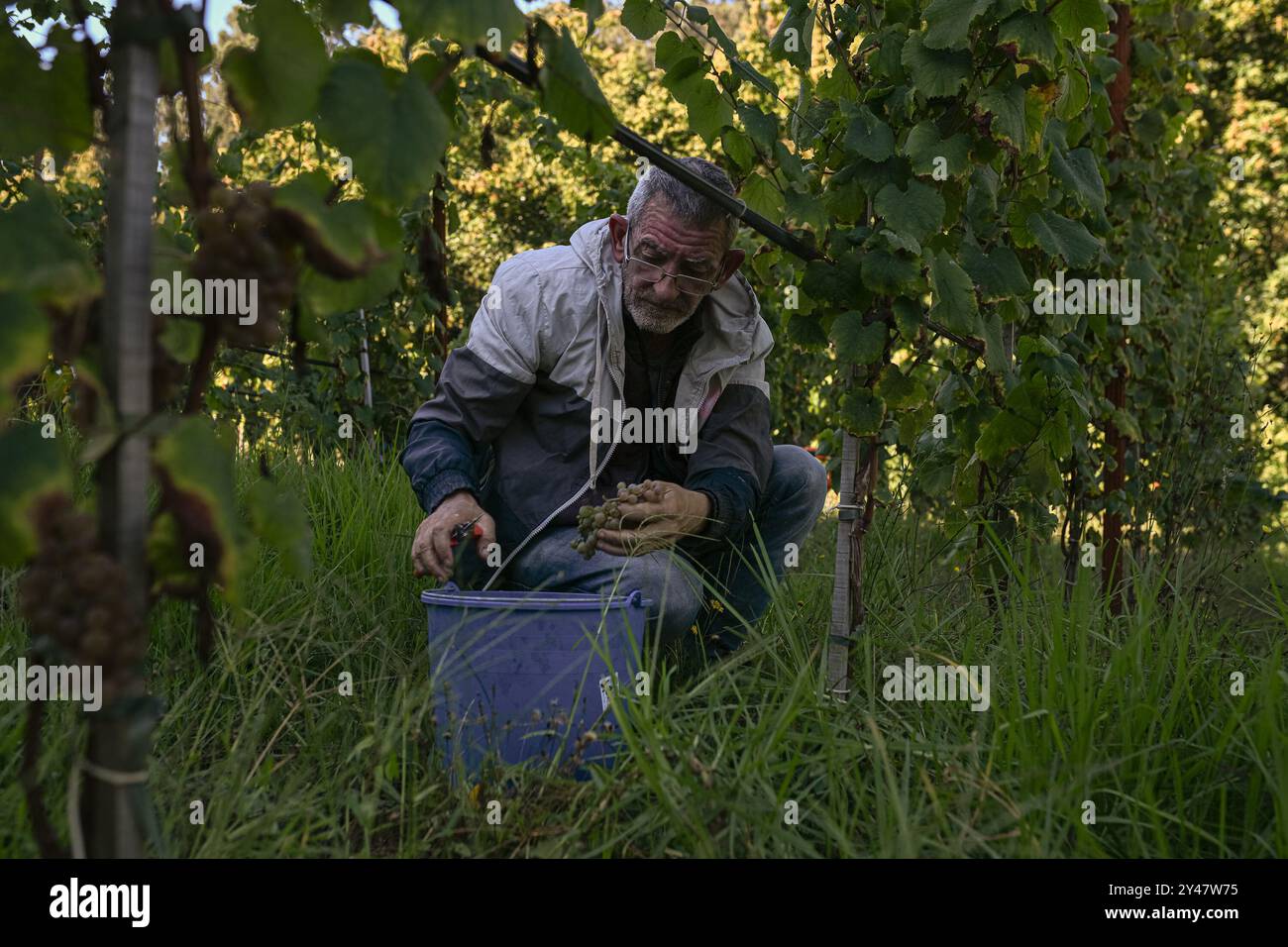 16. September 2024, Sanxenxo, Pontevedra, EspaÃ±A: Beginn der Erntesaison für die Weintraube AlbariÃ±o in der Region Salnés, in der Provinz Pontevedra, Galicien, Spanien (Bildausweis: © Elena Fernandez/ZUMA Press Wire) NUR REDAKTIONELLE VERWENDUNG! Nicht für kommerzielle ZWECKE! Stockfoto