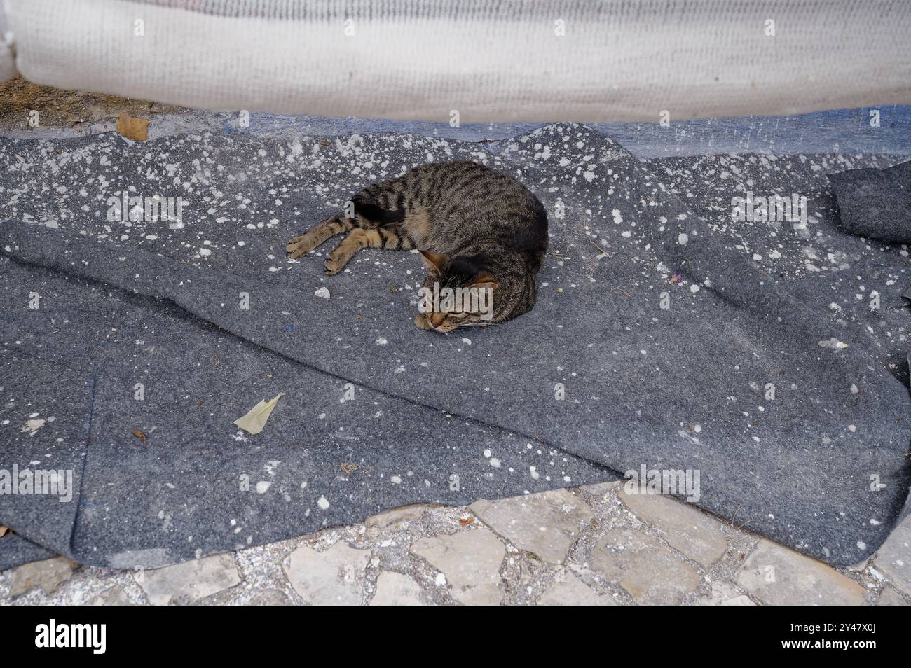Tabby-Katze ruht friedlich auf einer lackierten Decke in einer ruhigen Ecke Stockfoto