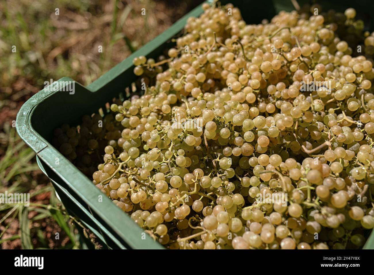 16. September 2024, Noalla, Pontevedra, EspaÃ±A: Beginn der Erntesaison für die Weintraube AlbariÃ±o in der Region Salnés, in der Provinz Pontevedra, Galicien, Spanien (Bild: © Elena Fernandez/ZUMA Press Wire) NUR REDAKTIONELLE VERWENDUNG! Nicht für kommerzielle ZWECKE! Stockfoto