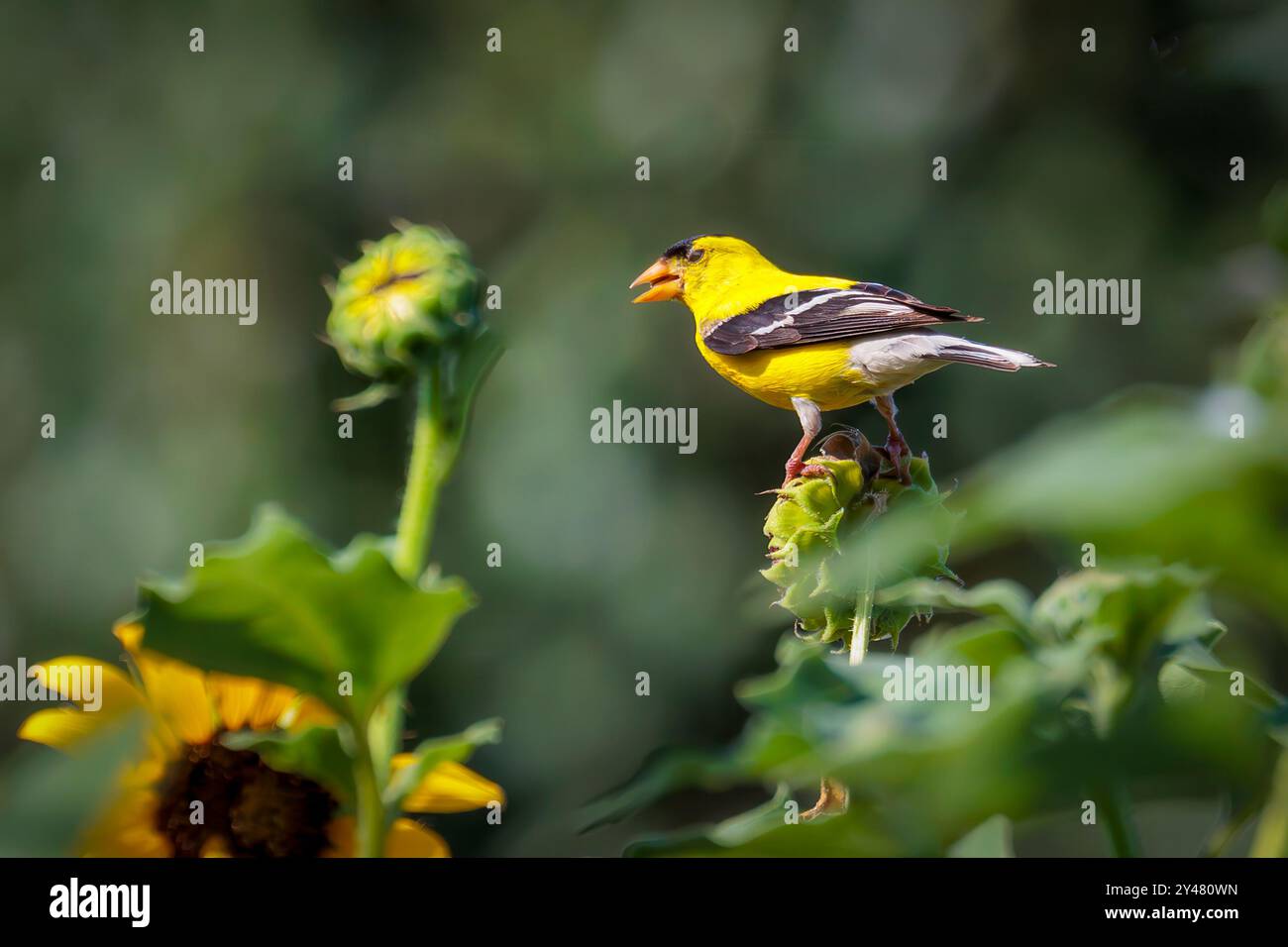 Männlicher Goldfinch (Spinus tristis) im Zuchtgefieder im Garten Stockfoto