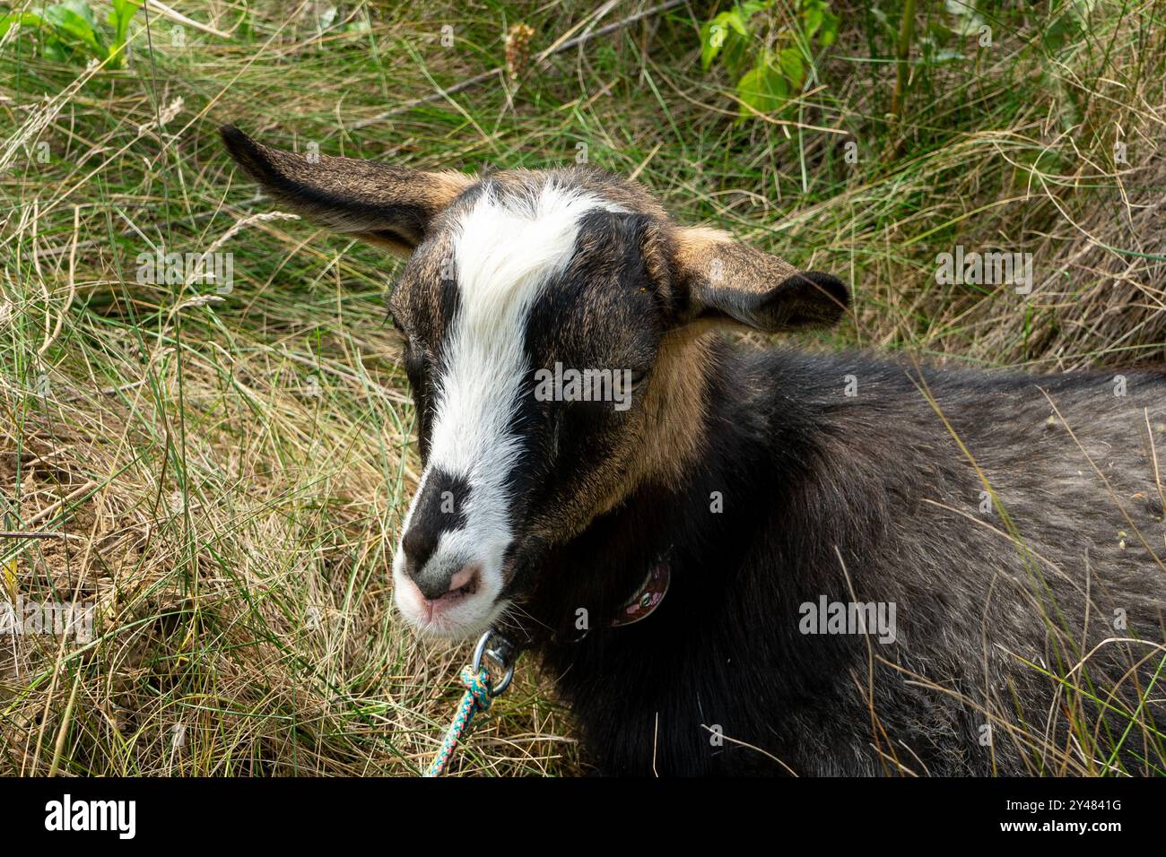 Eine Hausziege spaziert auf der Weide und isst Gras. Nahaufnahme einer Ziege auf der Weide Stockfoto