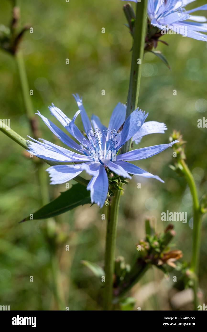 Blaue Blüten von cichoriumpflanzen, Familie Asteraceae, die im Garten wachsen, Nahaufnahme Stockfoto