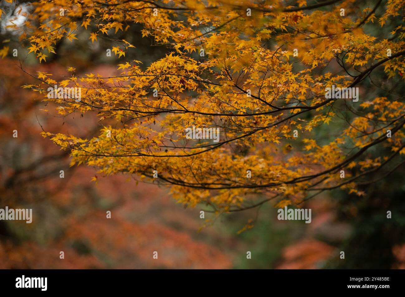 Baumzweige mit goldenen Herbstblättern vor einem weichen, verschwommenen Hintergrund aus saisonalen Farben. Ein ruhiger Moment in der Natur. Stockfoto