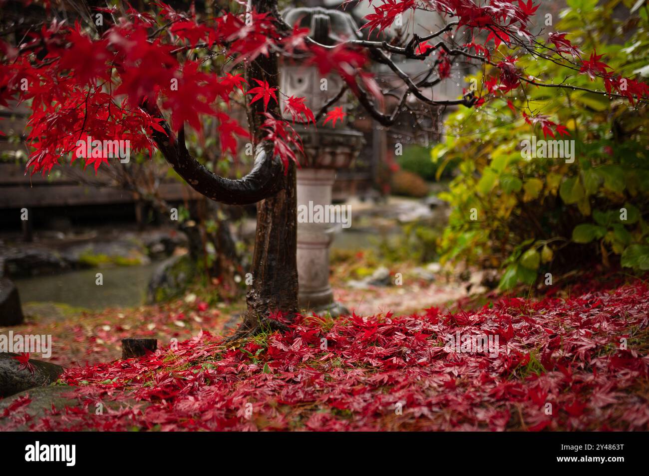 Rote Ahornblätter bedecken den Boden unter einem Baum in einem friedlichen Garten. Die lebendigen Farben bilden einen auffälligen Kontrast zur natürlichen Umgebung. Stockfoto