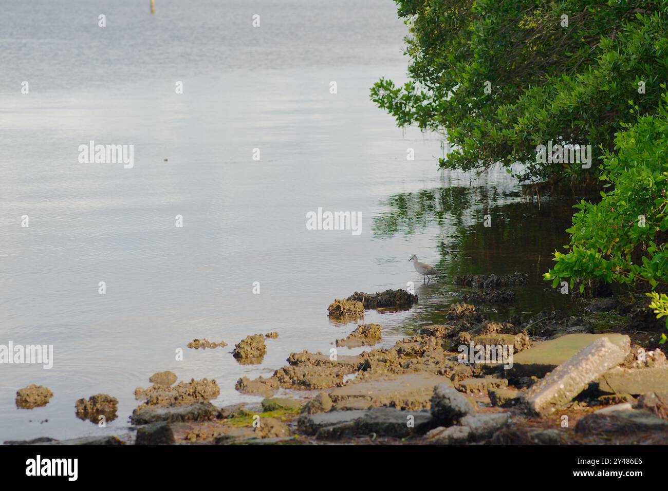 Weißer und grauer willet Catoptrophorus semipalmatus, der links auf Felsen im unteren Bereich blickt und auf hellblaues Wasser mit kleinen Wellen und Sonne blickt Stockfoto
