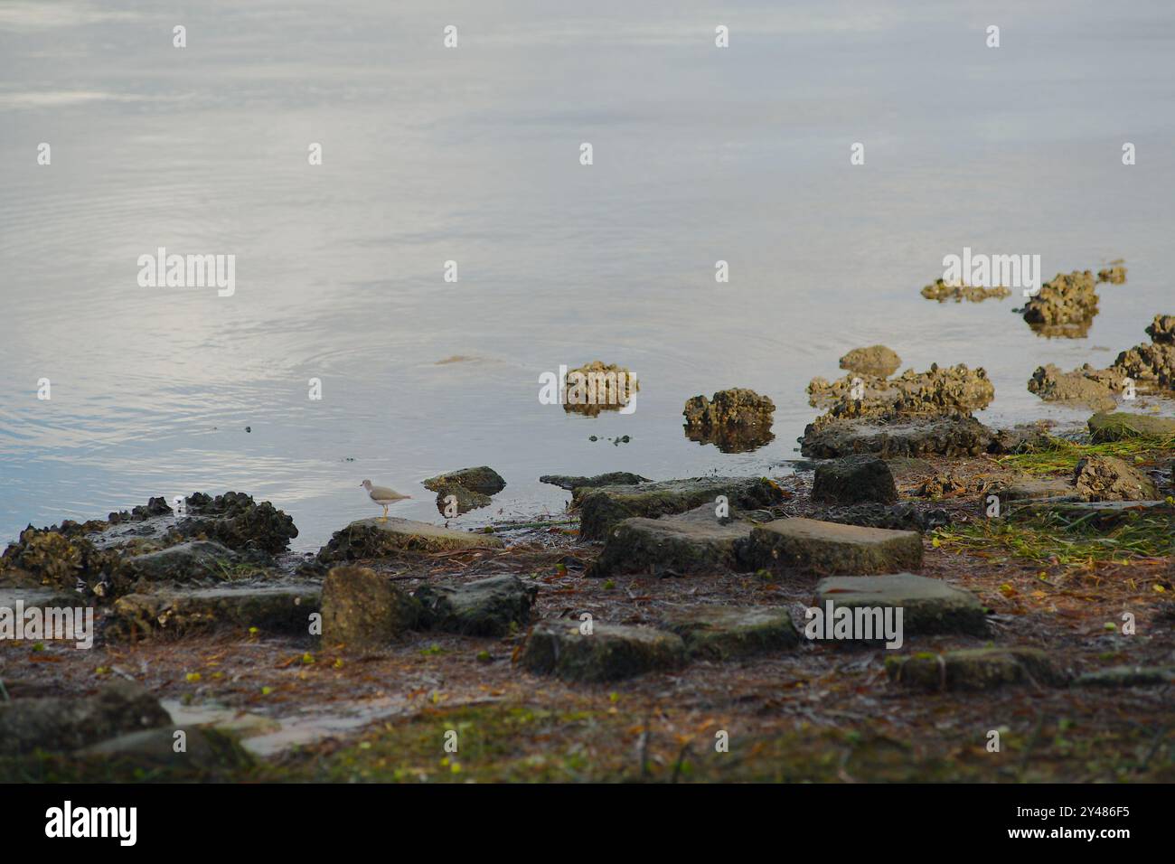 Weißer und grauer willet Catoptrophorus semipalmatus, der links auf Felsen im unteren Bereich blickt und auf hellblaues Wasser mit kleinen Wellen und Sonne blickt Stockfoto