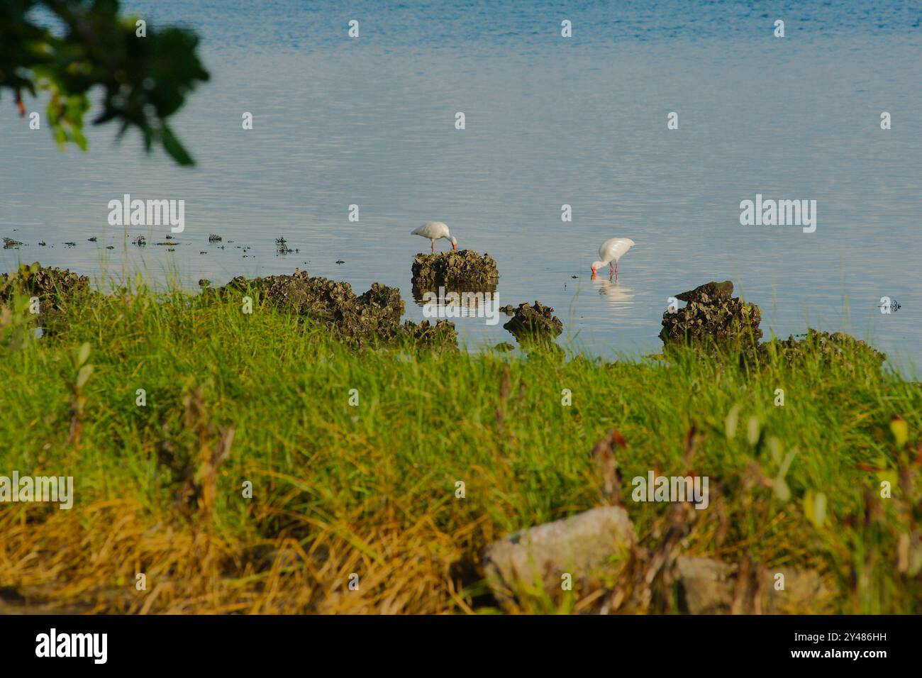 Zwei weiße, schneebedeckte Reiher im Wasser schmieden Nahrung an der Küste, eingerahmt von Bäumen mit grünem Gras vorne und blauem, ruhigem Wasser hinten Stockfoto
