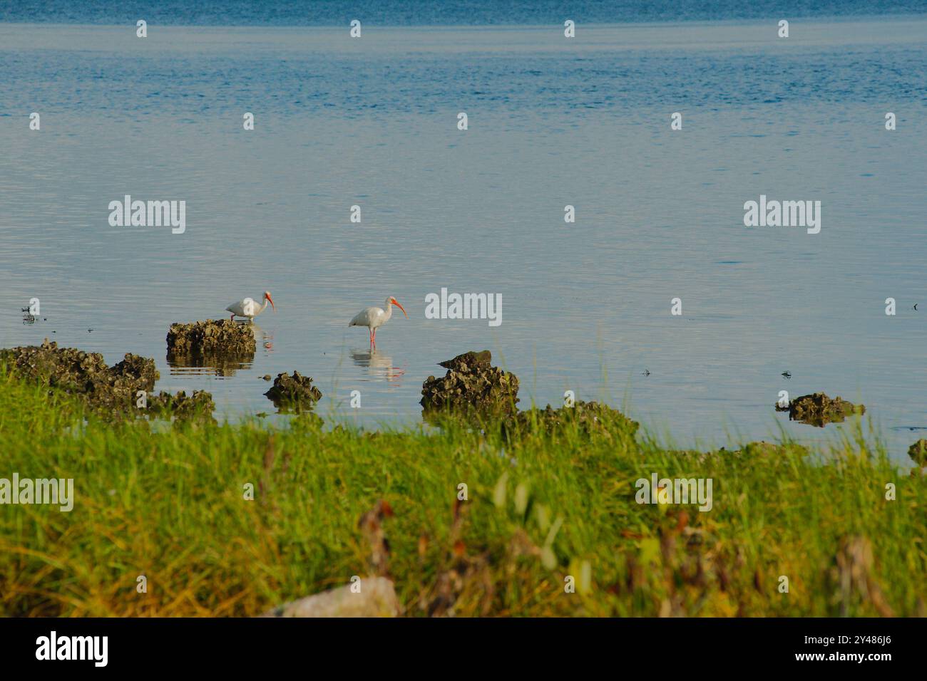 Zwei weiße, schneebedeckte Reiher im Wasser schmieden Nahrung an der Küste, eingerahmt von Bäumen mit grünem Gras vorne und blauem, ruhigem Wasser hinten Stockfoto