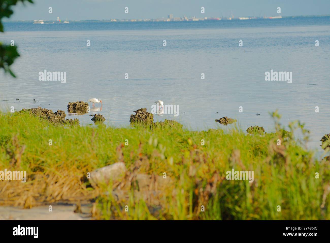 Zwei weiße, schneebedeckte Reiher im Wasser schmieden Nahrung an der Küste, eingerahmt von Bäumen mit grünem Gras vorne und blauem, ruhigem Wasser hinten Stockfoto
