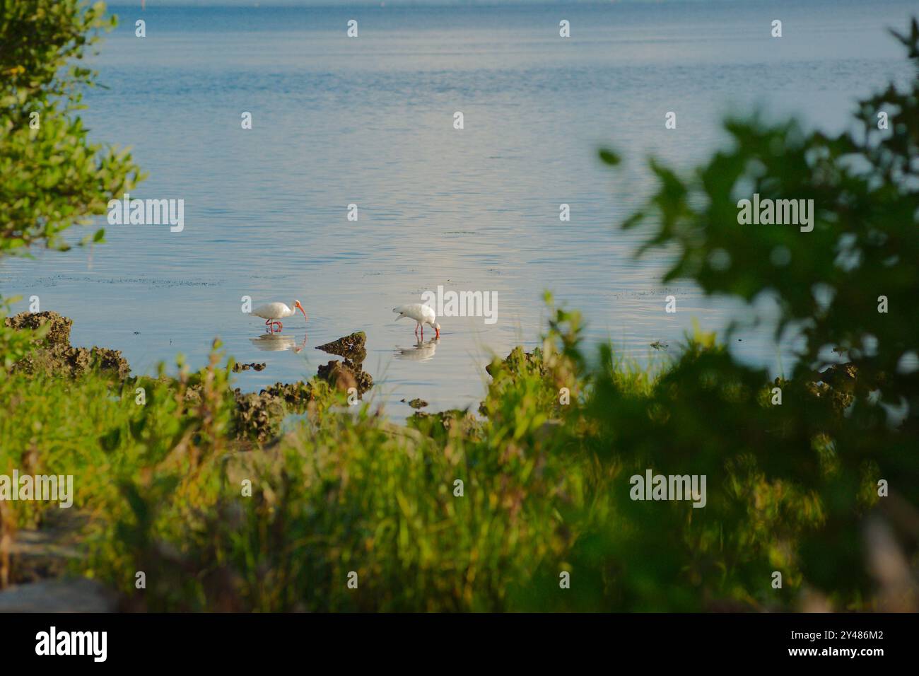 Zwei weiße, schneebedeckte Reiher im Wasser schmieden Nahrung an der Küste, eingerahmt von Bäumen mit grünem Gras vorne und blauem, ruhigem Wasser hinten Stockfoto