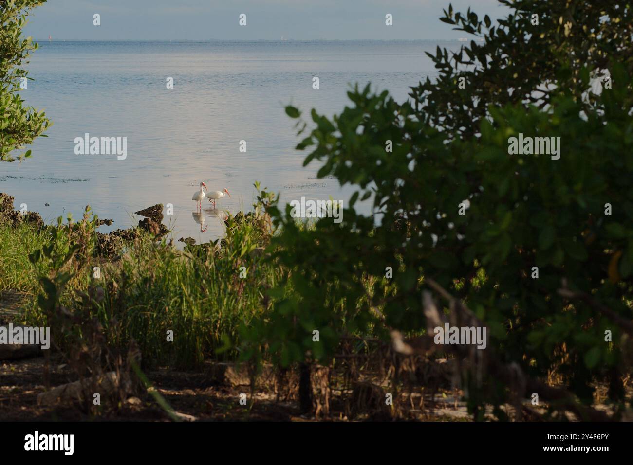 Zwei weiße, schneebedeckte Reiher im Wasser schmieden Nahrung an der Küste, eingerahmt von Bäumen mit grünem Gras vorne und blauem, ruhigem Wasser hinten Stockfoto