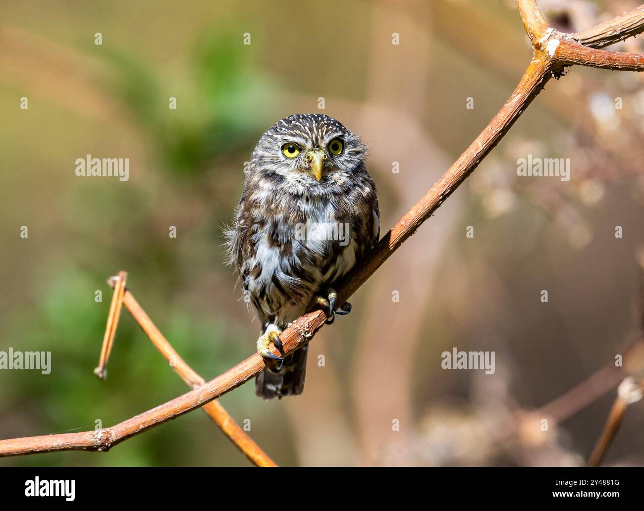 Eine peruanische Pygmäe (Glaucidium peruanum), die tagsüber auf einem Ast thronte. Peru, Südamerika. Stockfoto