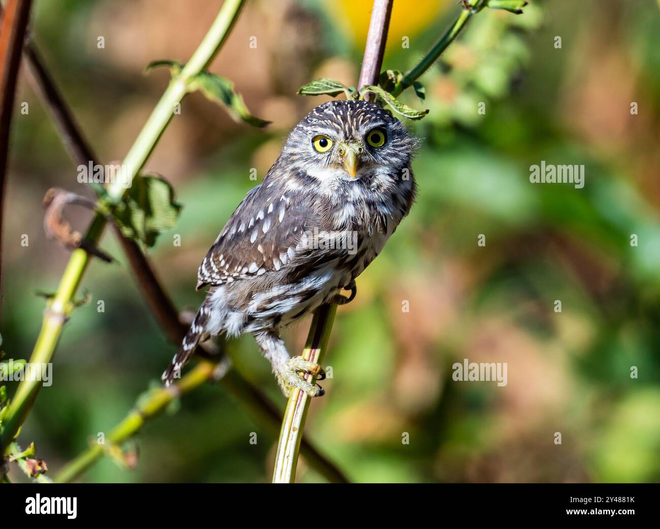 Eine peruanische Pygmäe (Glaucidium peruanum), die tagsüber auf einem Ast thronte. Peru, Südamerika. Stockfoto