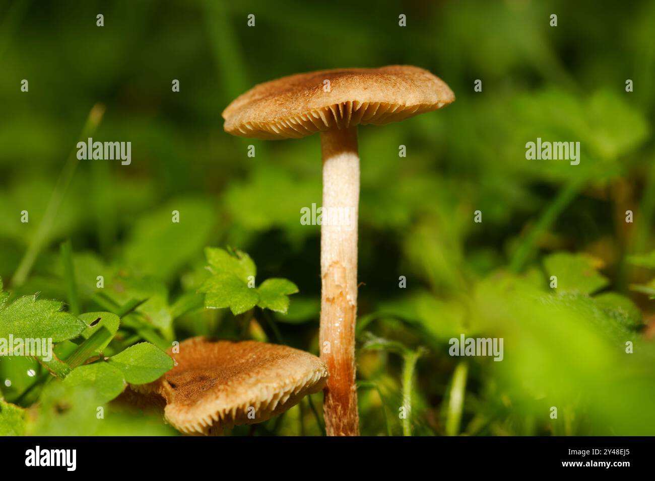 Kleiner Kiemenpilz, der auf einer Weide wächst. Quebec, Kanada Stockfoto