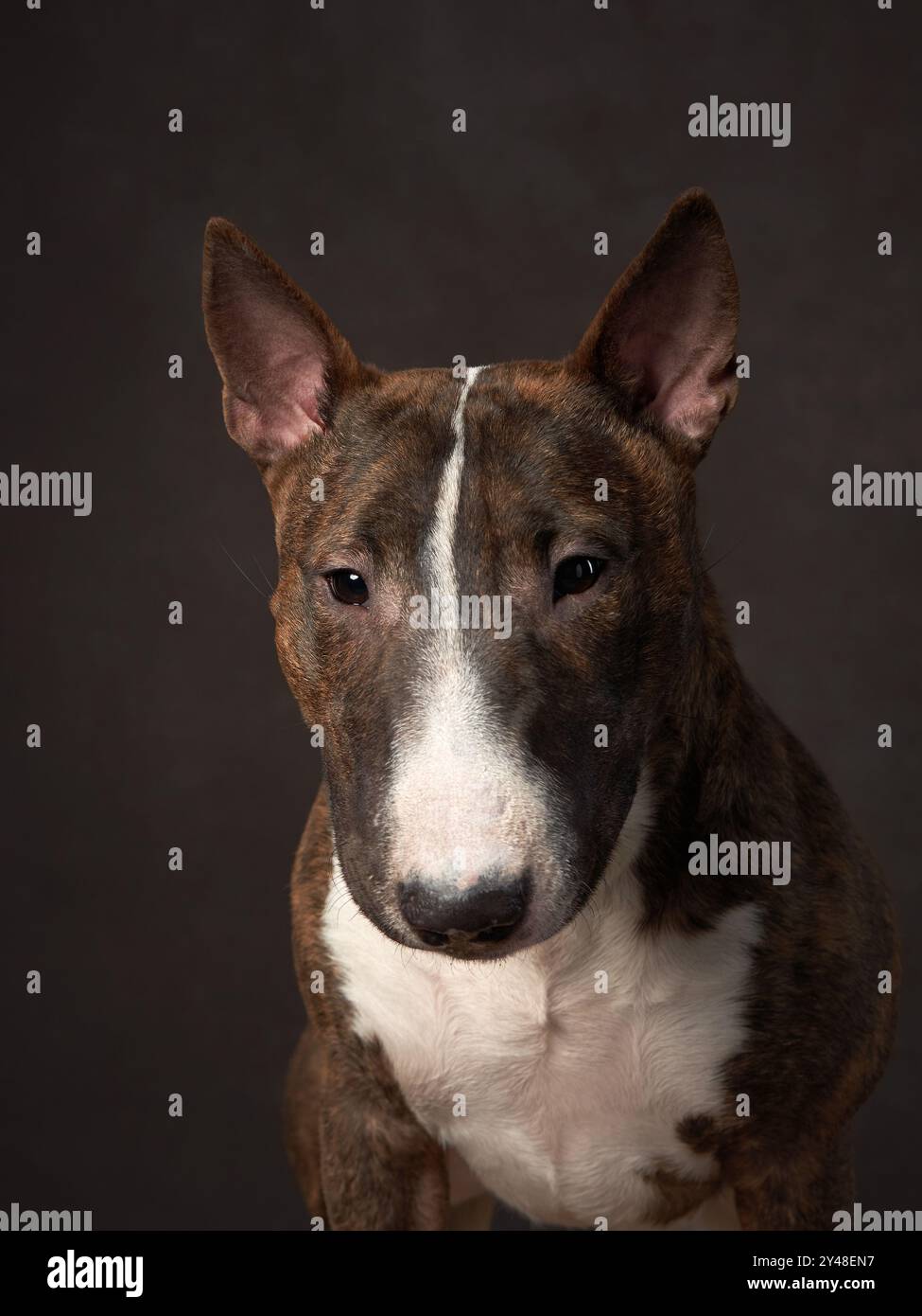 Ein Bullterrier-Hund posiert vor einem dunklen Hintergrund, seine einzigartige Kopfform und sein wachsamer Ausdruck sind deutlich sichtbar. Stockfoto
