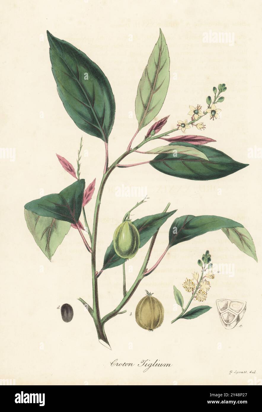 Spülung Croton, Croton Tiglium. Gebürtig in Asien, verwendet als Purgativ, Diaphoretikum und Diuretikum. Handkolorierte Lithographie aus einer botanischen Illustration von George Spratt aus William Woodville und Sir William Jackson Hooker's Medical Botany, London, 1832. Stockfoto