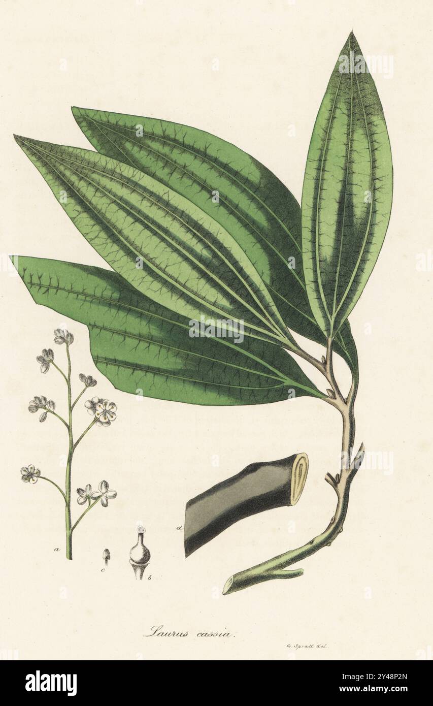 Wilder Zimt, Zimtiners. Cassia-Baum, Laurus cassia. Gebürtig aus Malabar, Sumatra, Java und Sri Lanka, verwendet als Magen-, Tonikum und herzhaft. Handkolorierte Lithographie aus einer botanischen Illustration von George Spratt aus William Woodville und Sir William Jackson Hooker's Medical Botany, London, 1832. Stockfoto