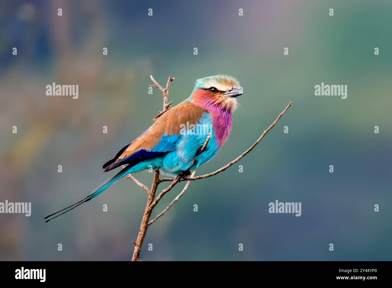 Ein lebendiger Flieder-Rollvogel mit farbenfrohen Federn, der anmutig auf einem Baumzweig thront und seine Schönheit und Eleganz in seiner natürlichen Umgebung zum Ausdruck bringt Stockfoto