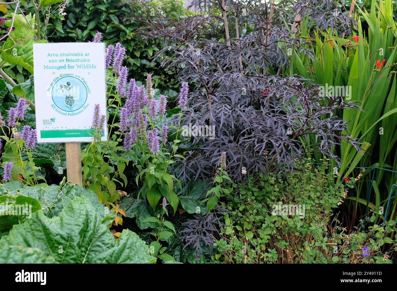 Managed for Wildlife All-Ireland Pollinator Plan Schild in einem blühenden Grünland und Garten auf Dublin Castle in Dublin, Irland; nationale Biodiversität. Stockfoto