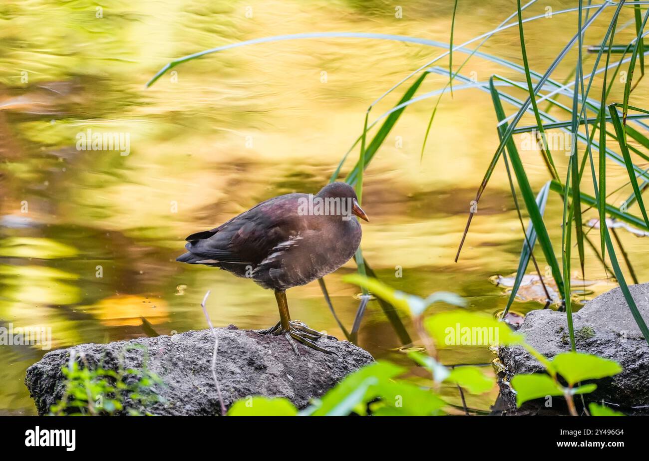 Moorhen am Ufer eines Sees. Vogel im natürlichen Lebensraum. Stockfoto