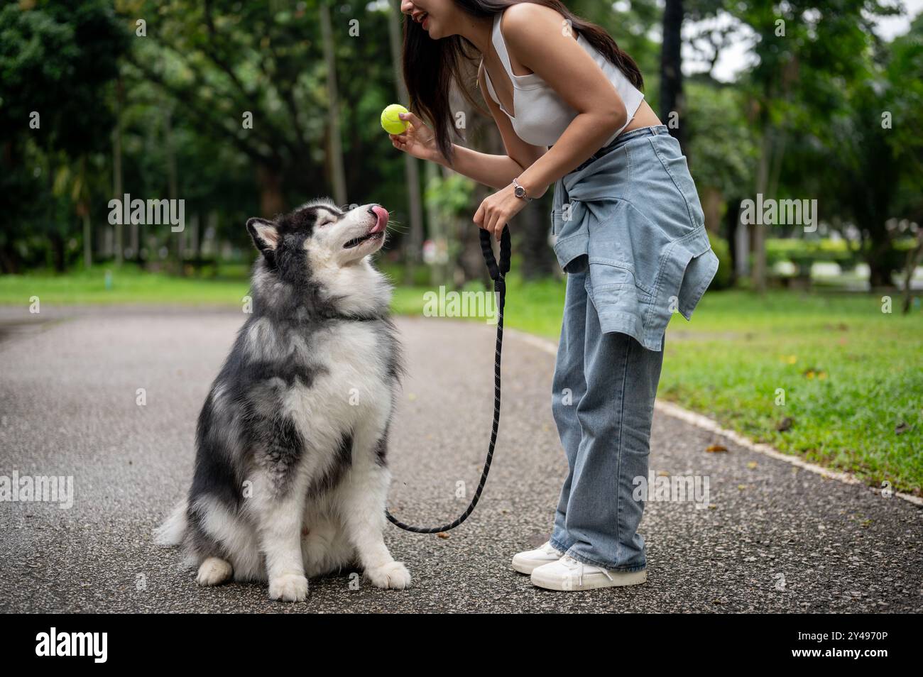 Eine Hundebesitzerin trainiert ihren sibirischen Huskyhund mit einem Ball und bringt ihm bei, zu sitzen, zu warten und zu gehorchen, während sie ein Spiel des gemeinsamen Abholens im genießt Stockfoto