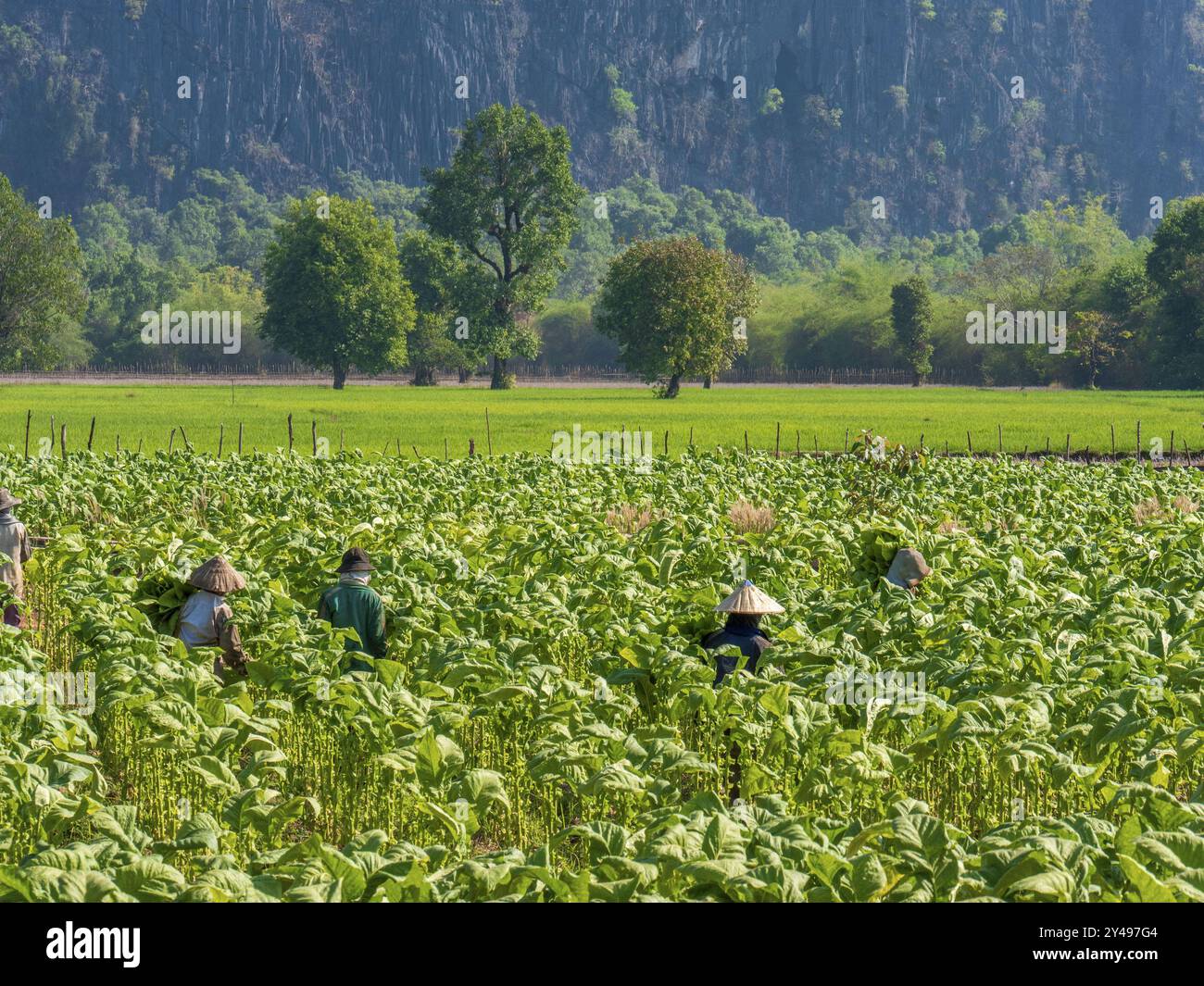 LAOS, KHAMMUAN, UM THA KHAEK, TABAKERNTE IM TAL VON THAM KONG LO Stockfoto