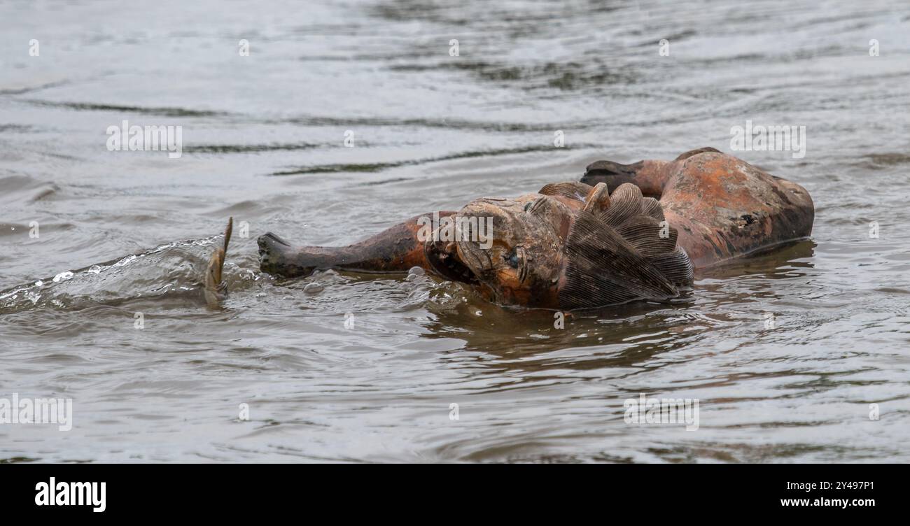 Schwimmender Hölzerner Löwe Stockfoto
