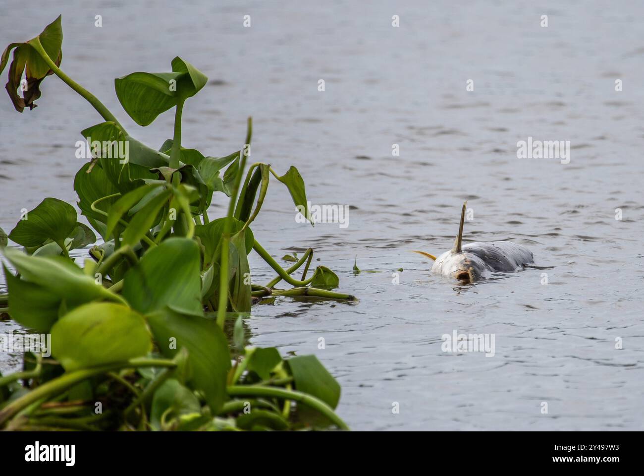 Tote Fische schwimmen Stockfoto