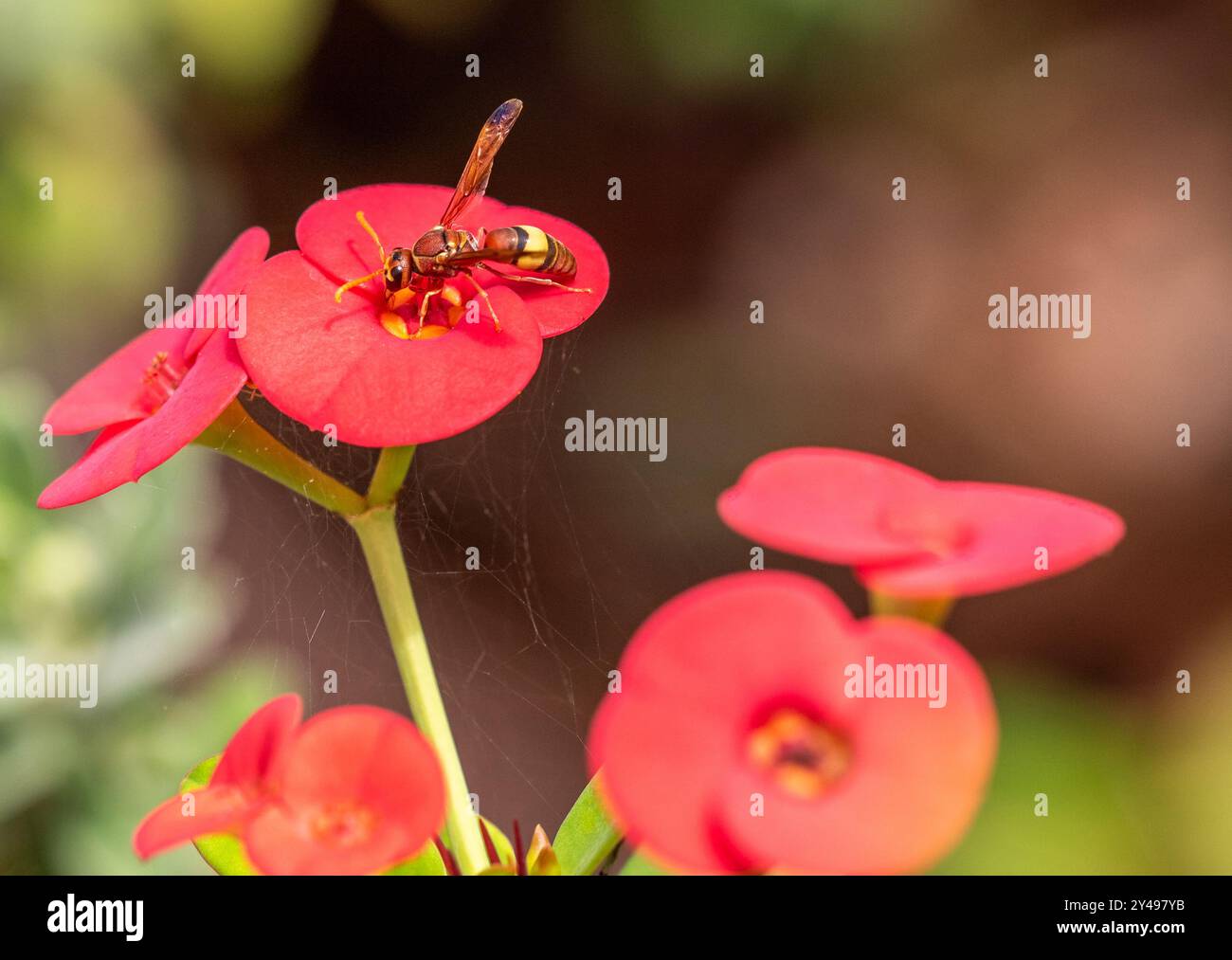 Schlammwespe Stockfoto