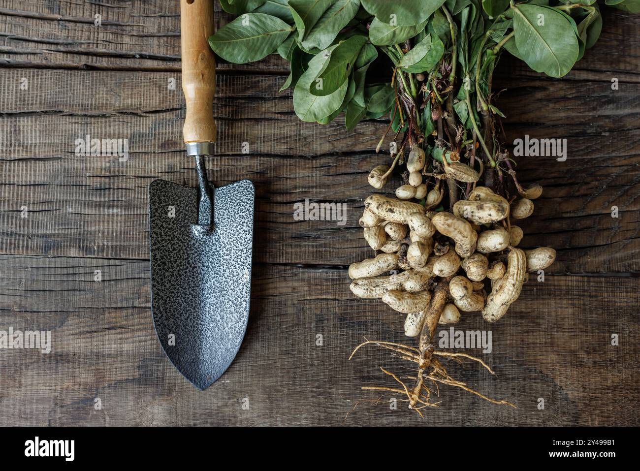 Frisch gepflückte Erdnüsse mit grünen Blättern in der Nähe von Gartenschaufel auf Holztischhintergrund. Erdnüsse sind immer noch an Wurzeln, Gartenarbeit und Bio-FAR gebunden Stockfoto