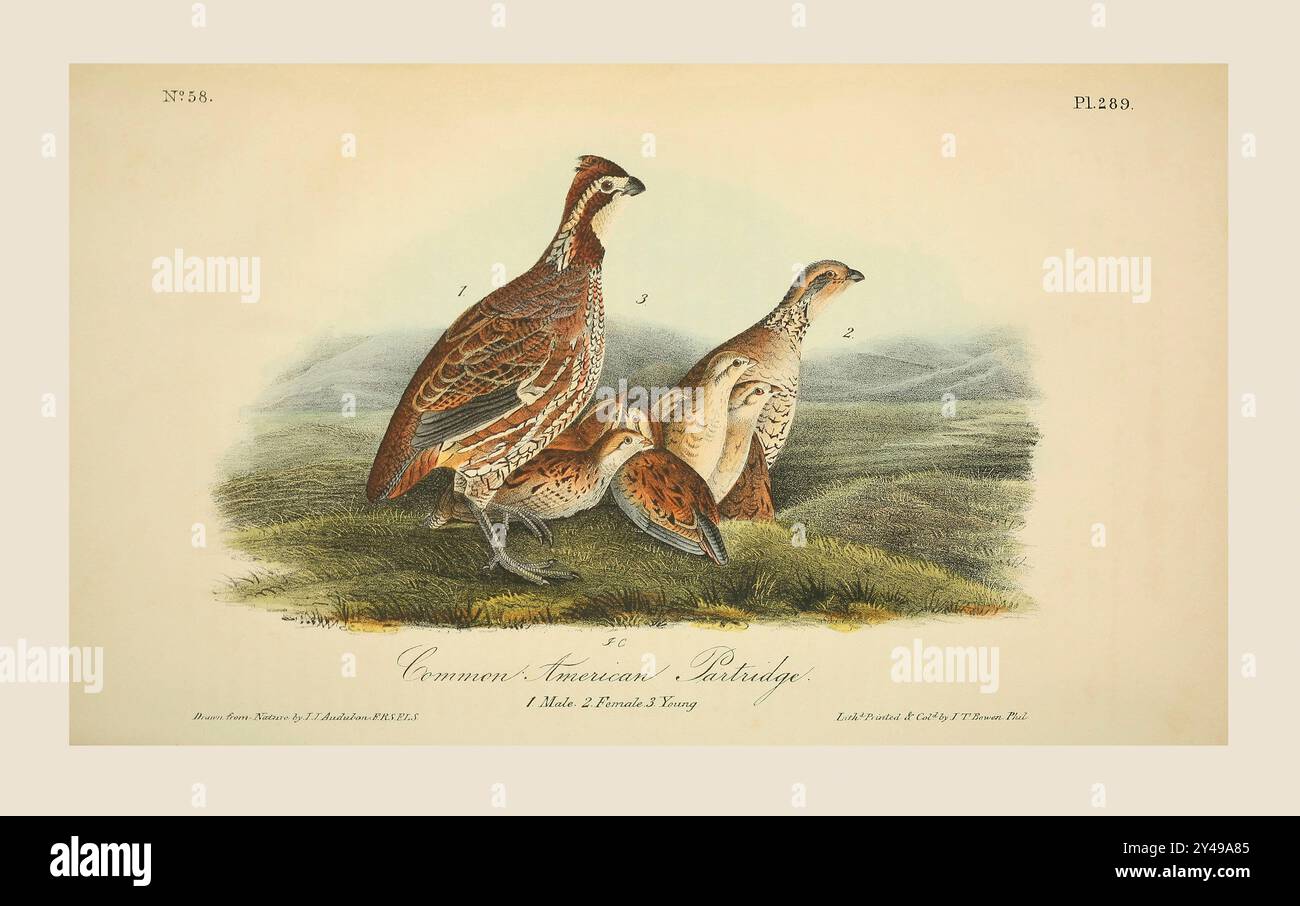 Gemeinsamer Amerikanischer Rebhühner. 1. Männlich 2. Weiblich. 3. Junge. Nach einer Illustration von John James Audubon im 5. Band seines Buches The Birds of America from Drawings Made in the United States and their Territories, veröffentlicht 1842. Spätere Färbung. Stockfoto