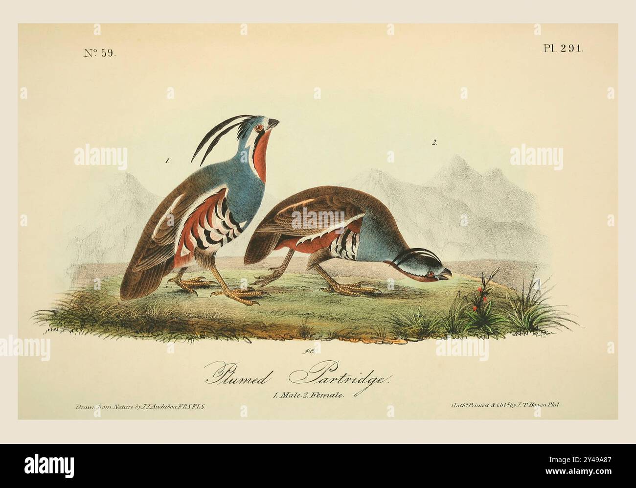 Gefederter Rebhühner. 1. Männlich. 2. Weiblich. Nach einer Illustration von John James Audubon im 5. Band seines Buches The Birds of America from Drawings Made in the United States and their Territories, veröffentlicht 1842. Spätere Färbung. Stockfoto