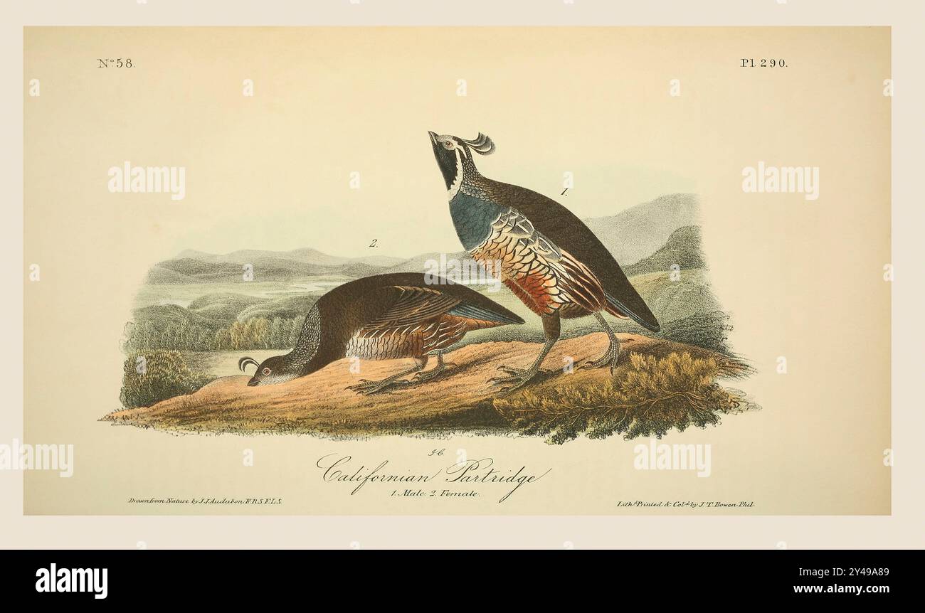 Kalifornisches Rebhuhn, Ortix californica, 1. Stecker, 2. Weiblich. Nach einer Illustration von John James Audubon im 5. Band seines Buches The Birds of America from Drawings Made in the United States and their Territories, veröffentlicht 1842. Spätere Färbung. Stockfoto