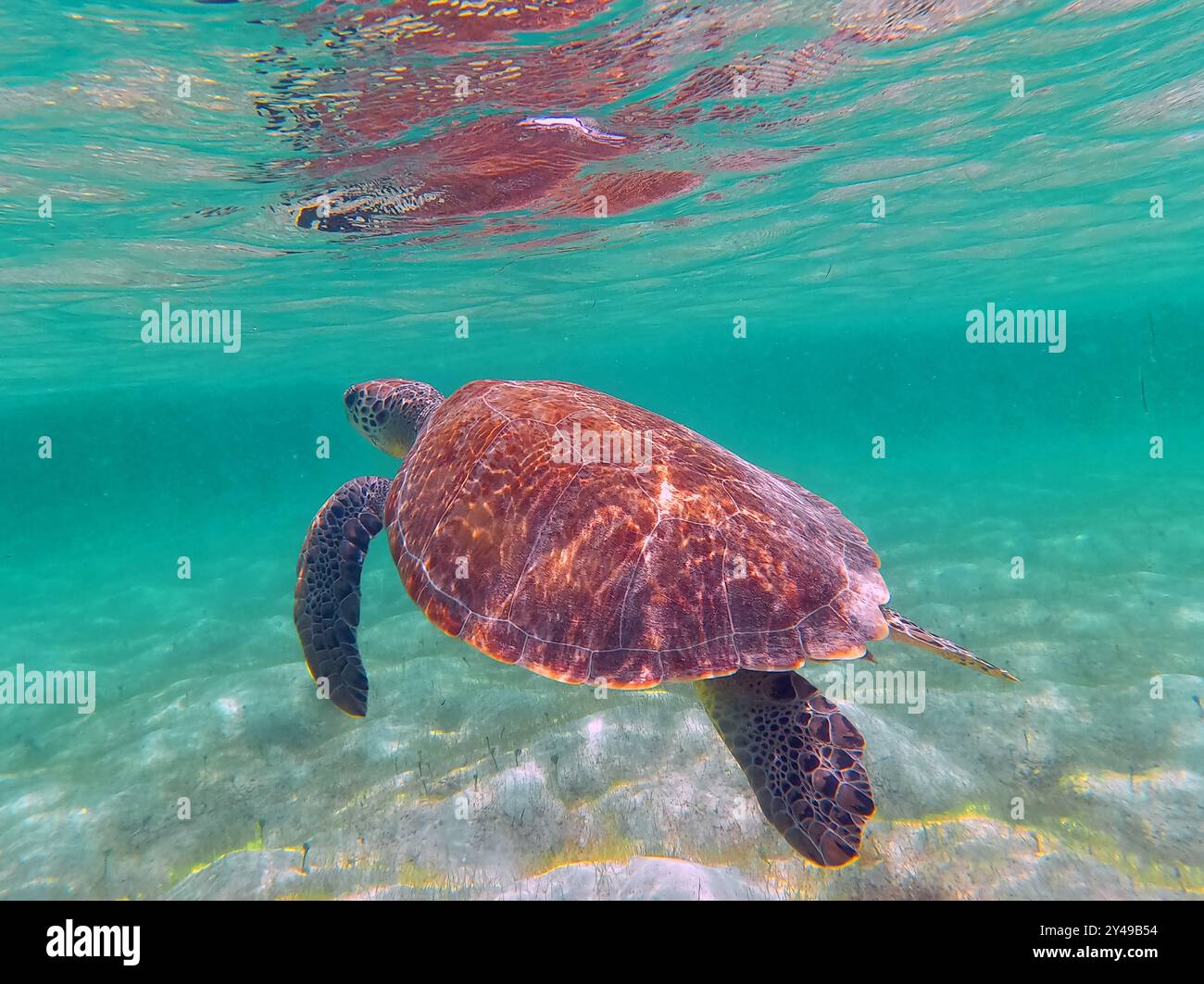FRANKREICH. INSEL SAINT-BARTHELEMY (977). STRAND GRAND CUL-DE-SAC. GRÜNE SCHILDKRÖTE SCHWIMMT IN DER LAGUNE. Stockfoto