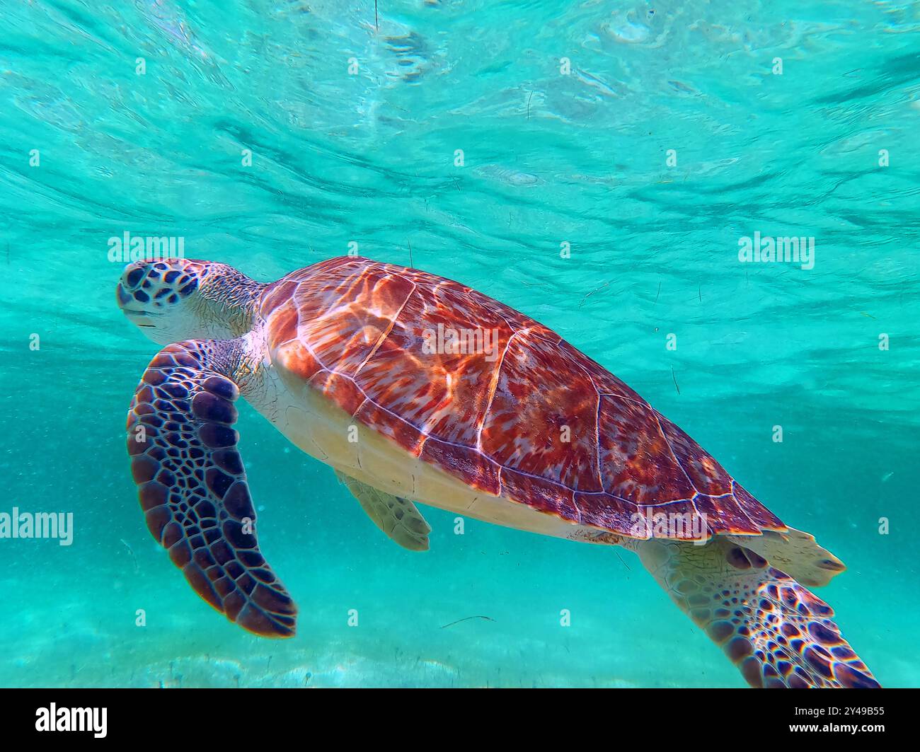 FRANKREICH. INSEL SAINT-BARTHELEMY (977). STRAND GRAND CUL-DE-SAC. GRÜNE SCHILDKRÖTE SCHWIMMT IN DER LAGUNE. Stockfoto