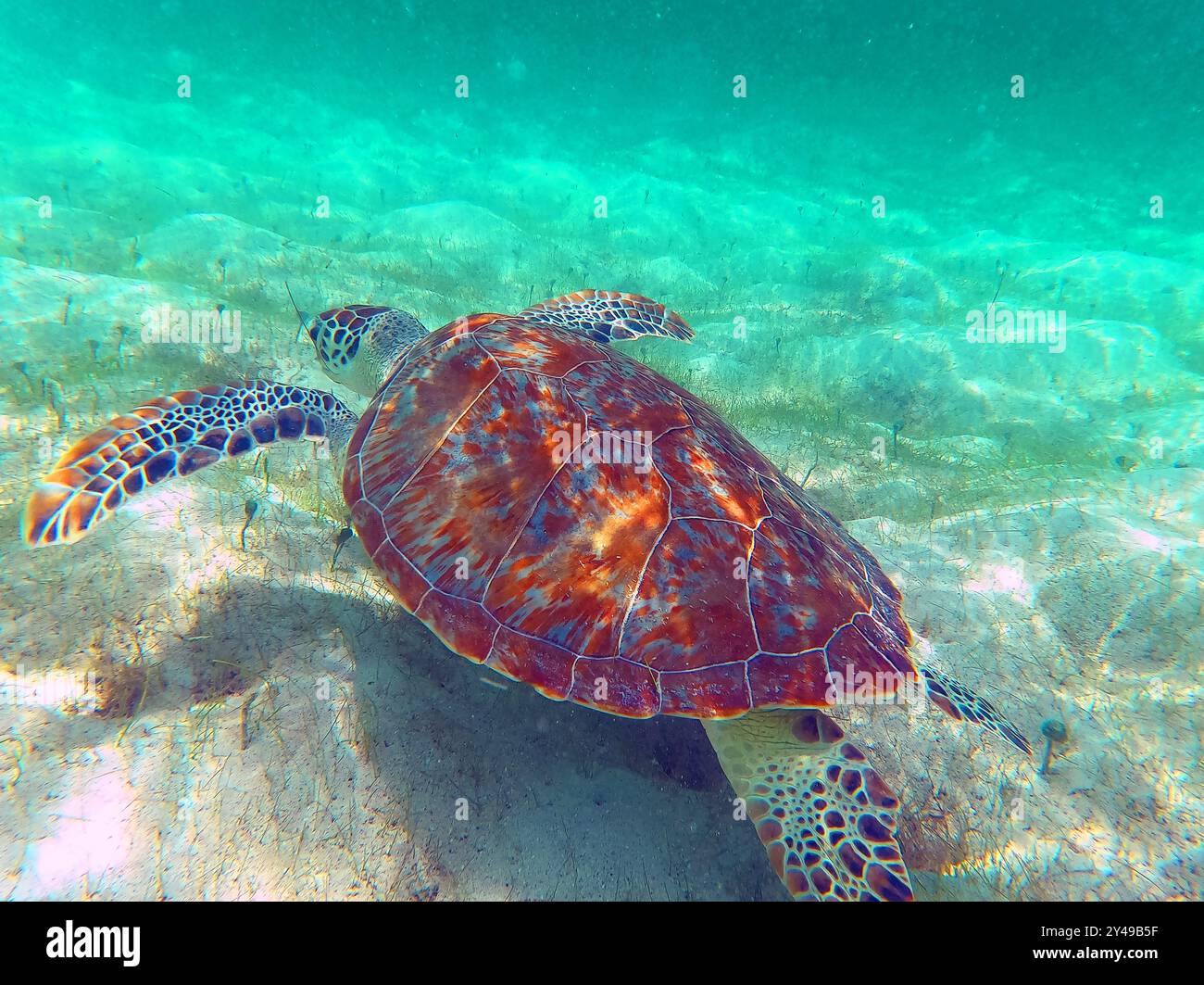 FRANKREICH. INSEL SAINT-BARTHELEMY (977). STRAND GRAND CUL-DE-SAC. GRÜNE SCHILDKRÖTE SCHWIMMT IN DER LAGUNE. Stockfoto