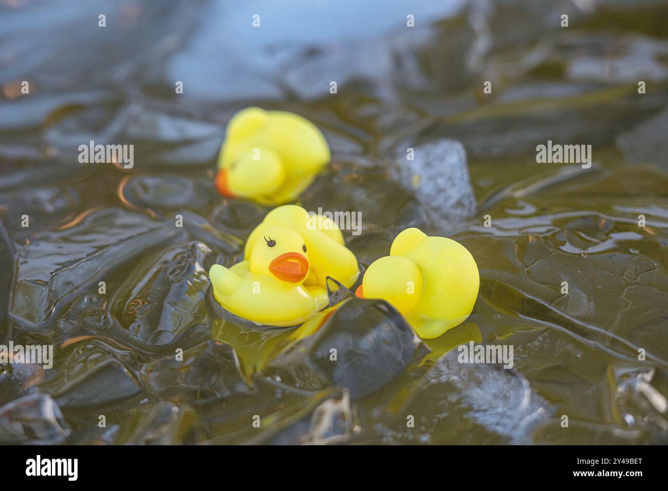 Gelbe Plastikenten, Gummienten oder Gummienten zwischen Eiswürfeln. Eisbaden im kalten Wasser zwischen Eiswürfeln in einem aufblasbaren Pool. Wim Hof-Methode Stockfoto
