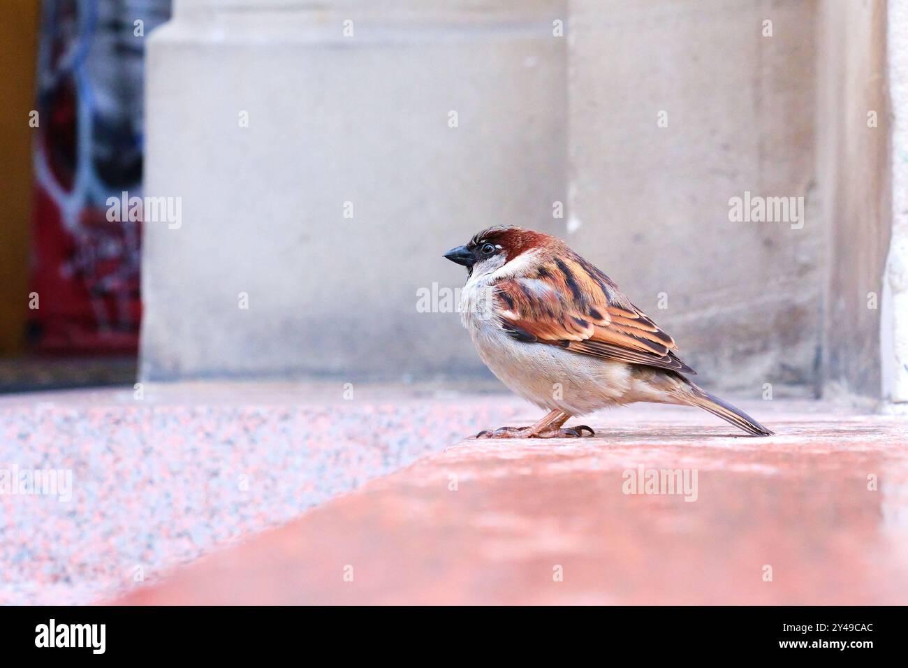 Ein männlicher Hausspatz (Passer domesticus) im zentralen Geschäftsviertel von Melbourne, wo es sich um eine eingeführte Art handelt, in Victoria, Australien. Stockfoto