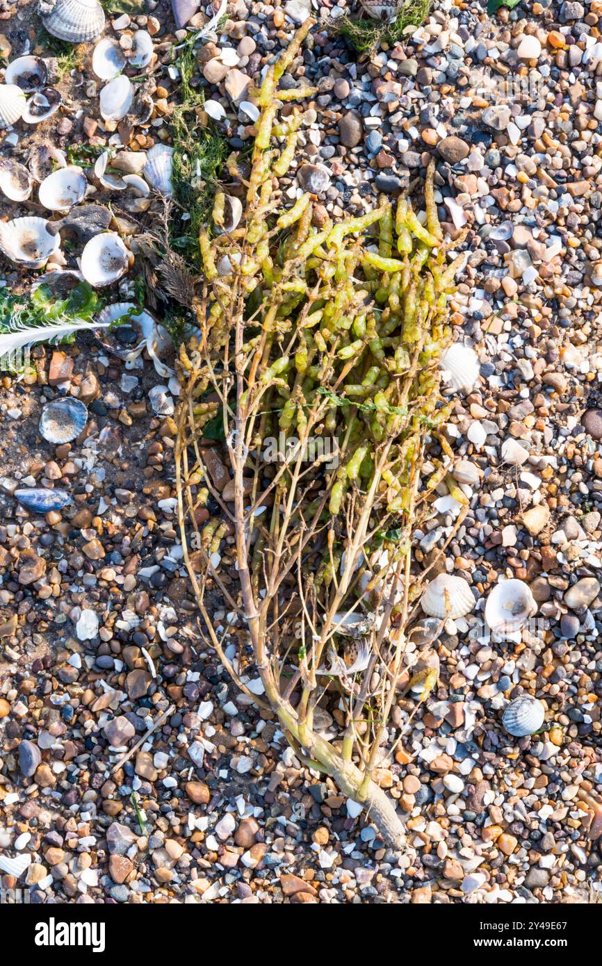 Ein Zweig Samphire, Salicornia europaea, wurde am Ufer der Wash in Norfolk gespült. Stockfoto