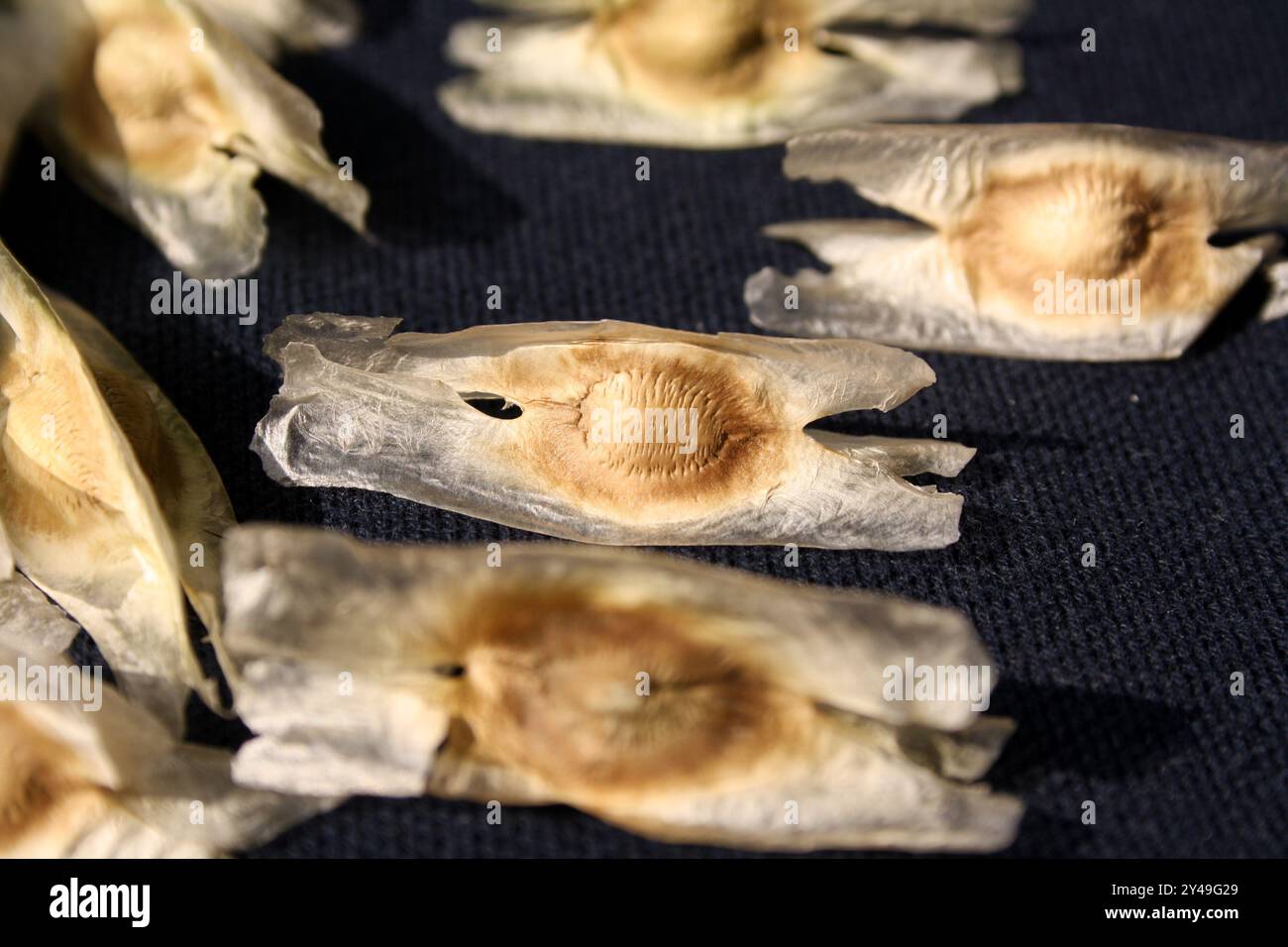 Drumstick (Moringa oleifera) Samen mit drei weißlichen, paprigen Flügeln. Stockfoto