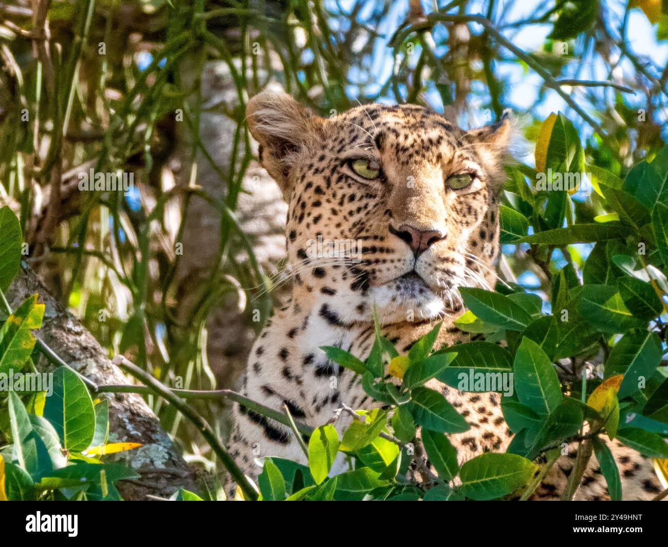 Ein Leopard (Panthera pardus) blickt aus seinem Versteck. Nur der Kopf ist sichtbar. Aufgenommen in der Serengeti in Tansania. Stockfoto
