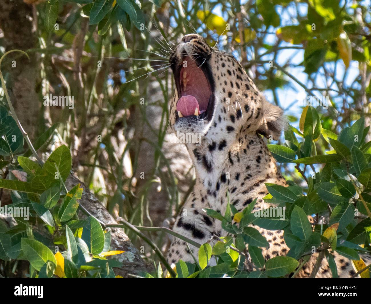 Ein Leopard (Panthera pardus) mit offenem Mund blickt aus seinem Versteck hervor. Nur der Kopf ist sichtbar. Aufgenommen in der Serengeti in Tansania. Stockfoto