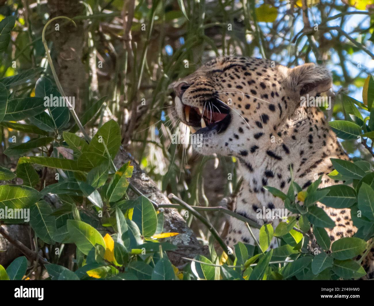 Ein Leopard (Panthera pardus) mit offenem Mund blickt aus seinem Versteck hervor. Nur der Kopf ist sichtbar. Aufgenommen in der Serengeti in Tansania. Stockfoto