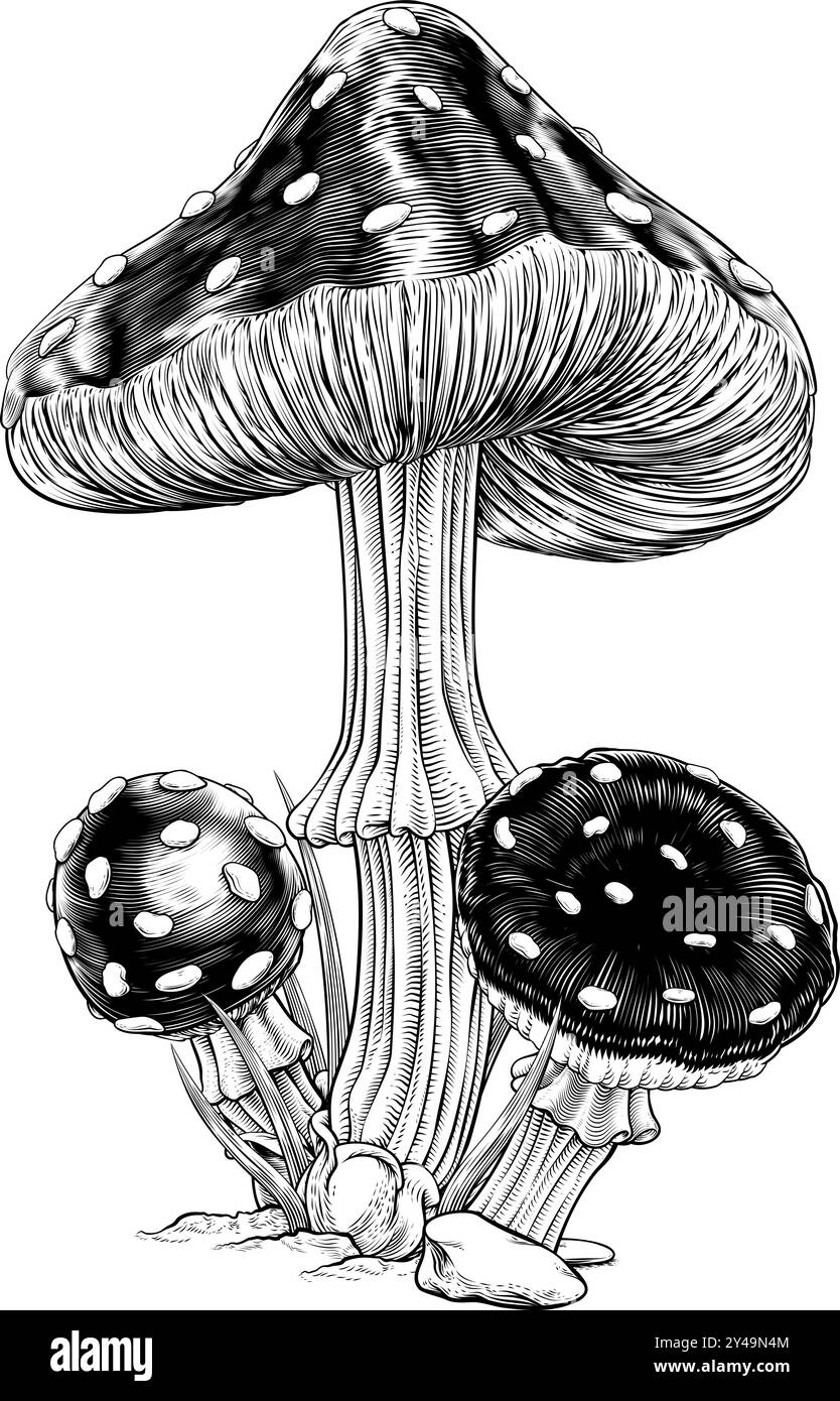 Pilze, Toadhocker, Holzschnitt Mit Gravur Im Vintage-Stil Stock Vektor