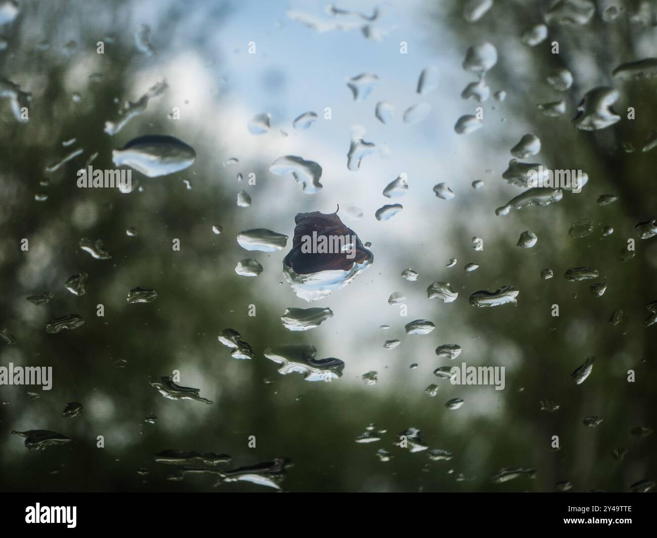 Eine enge Aufnahme eines regendurchfluteten Fensters, der einen wildesten Hintergrund enthüllt. Aus nächster Nähe Regentropfen am Fenster Stockfoto