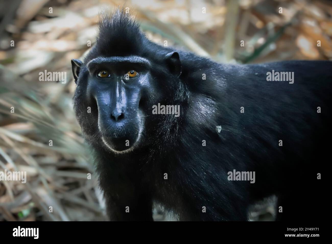 Schwarzer Makaken (Macaca nigra) ein einheimischer affenartiger Affe mit auffälligen Augen, Gesicht und Haarbüschel. Tangkoko Reserve, Minahasa, N Sulawesi, Indonesien Stockfoto