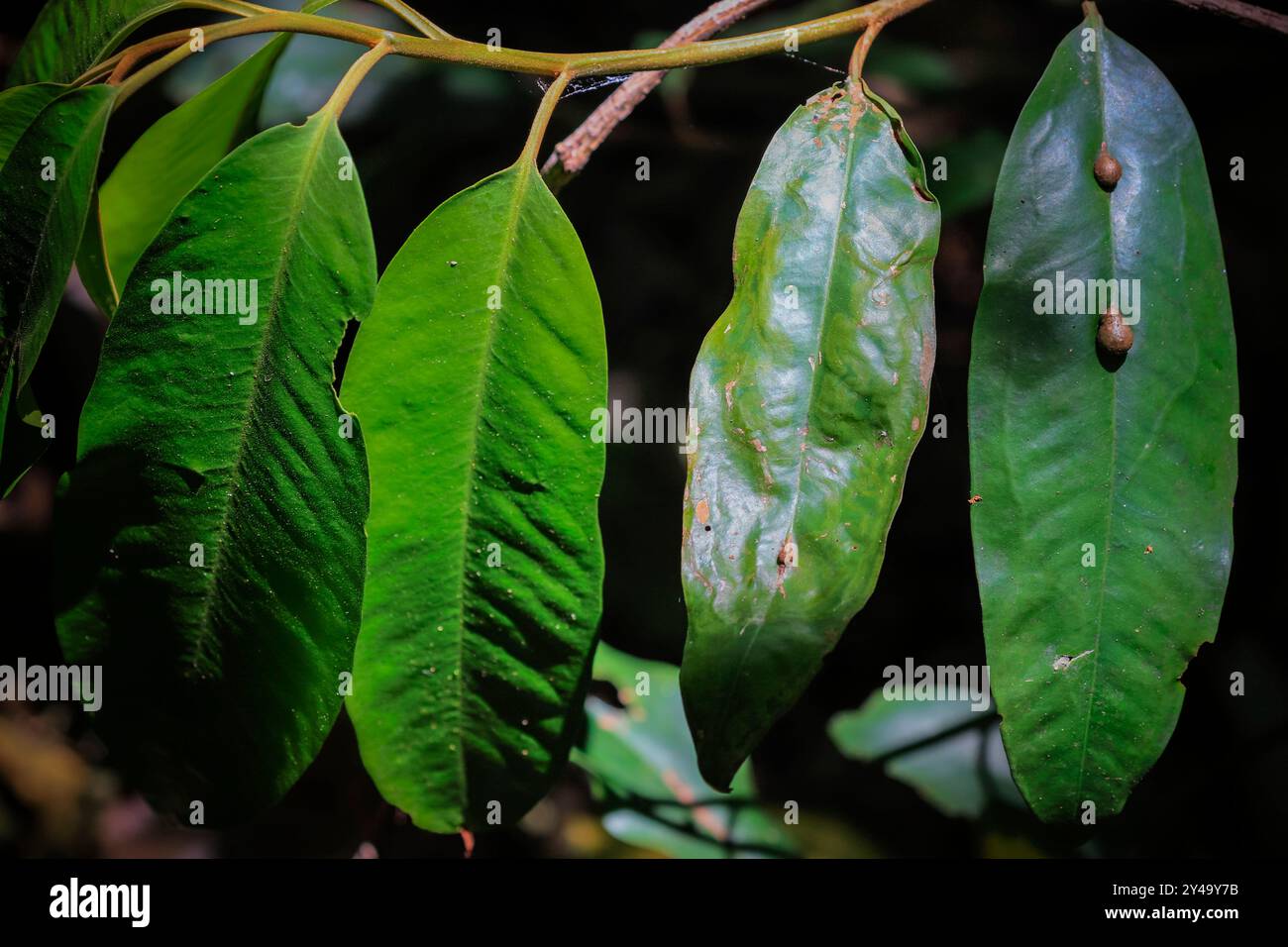 Sonnenlicht auf Pflanzenblättern im Wald in diesem bekannten Naturschutzgebiet. Tangkoko Nationalpark, Minahasa Highlands, Nord-Sulawesi, Indonesien Stockfoto